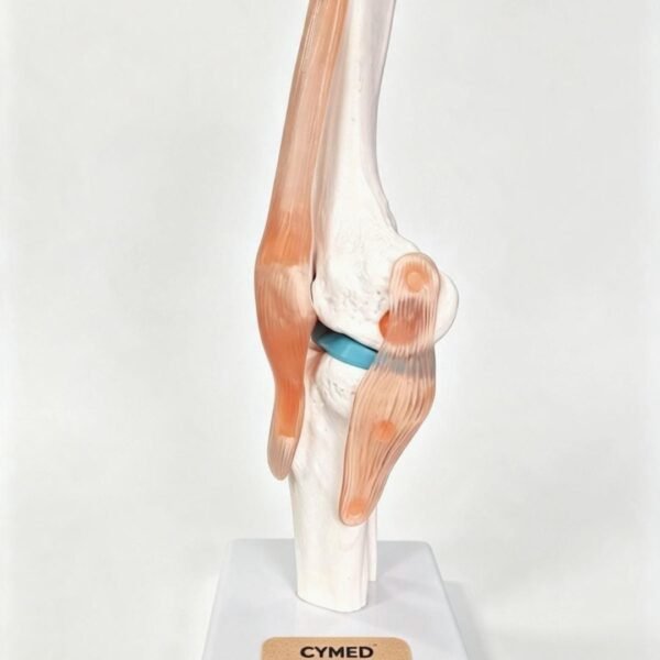 Modelo Anatómico Rodilla