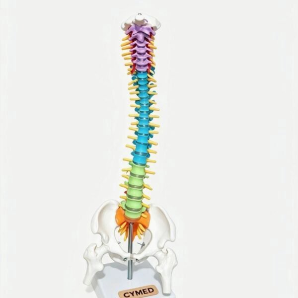 Modelo Anatómico Columna 45cm